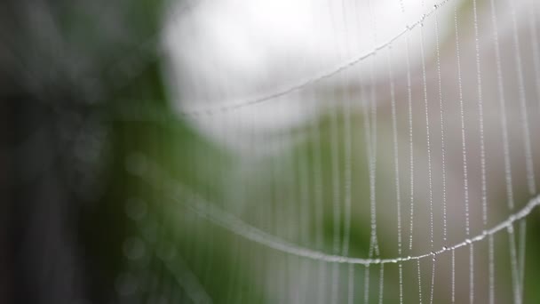 Beads of moisture on threads of spiders web — Stock Video