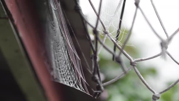 Beads of moisture on threads of spiders web — Stock Video