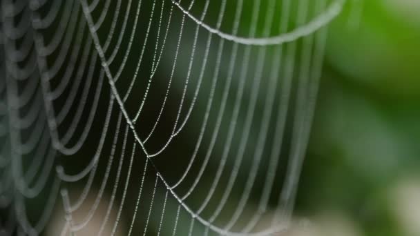 거미 거미줄에 붙어 있는 습기의 구슬 — 비디오