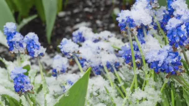 Mavi Muscari çiçekleri karın altında — Stok video