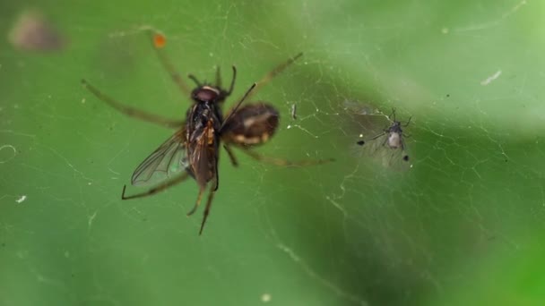 Acheté dans le piège des araignées — Video