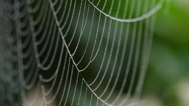 Grânulos de umidade em fios de aranhas web — Vídeo de Stock