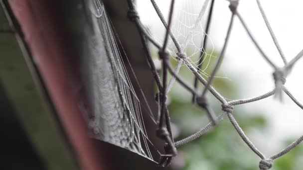 Beads of moisture on threads of spiders web — Stock Video