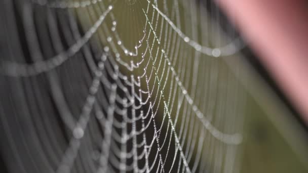 Feuchtigkeitskügelchen auf den Fäden des Spinnennetzes — Stockvideo