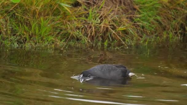 Buceo negro coot — Vídeo de stock