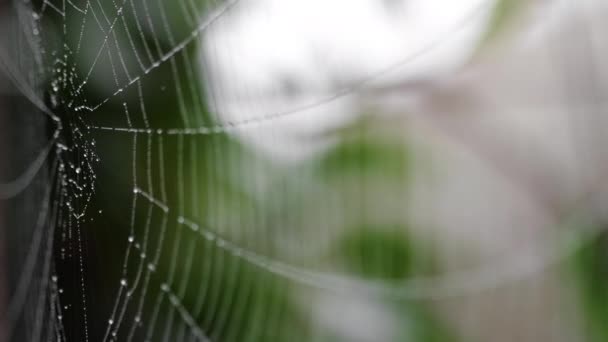 Perles d'humidité sur les fils de toile d'araignées — Video