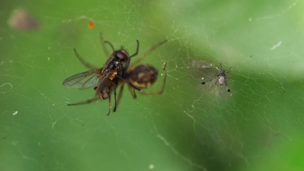 Acheté dans le piège des araignées — Video