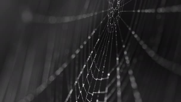 Granos de humedad en hilos de tela de arañas — Vídeos de Stock