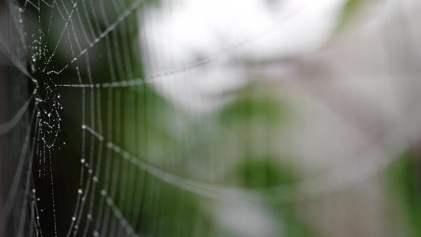 Beads of moisture on threads of spiders web — Stock Footage Beads of moisture on threads of spiders web Stock Footage