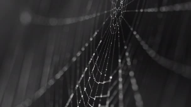 Örümceklerin ağları, ipliklerinde nem boncukları var. — Stok video
