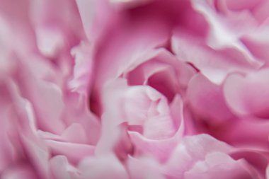 Pembe çiçekler. Arka plan. Doku Makro fotoğraf Şakayık