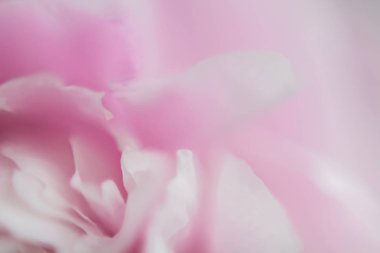 Pembe çiçekler. Arka plan. Doku Makro fotoğraf Şakayık