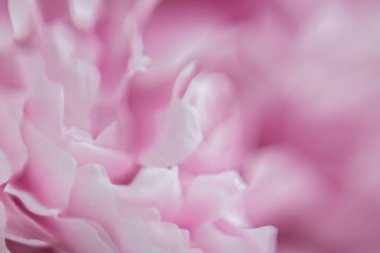 Pembe çiçekler. Arka plan. Doku Makro fotoğraf Şakayık