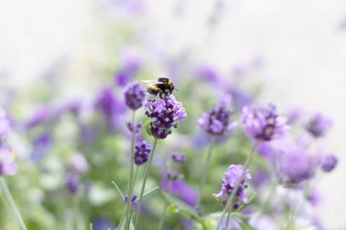 Arı nektarı lavanta sahada toplar.