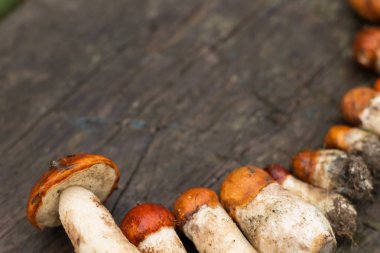 Hasat beyaz mantar. Sonbahar kavramı. Arka plan