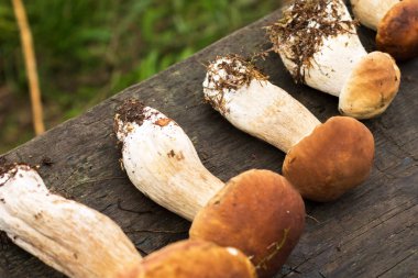 Hasat beyaz mantar. Sonbahar kavramı. Arka plan