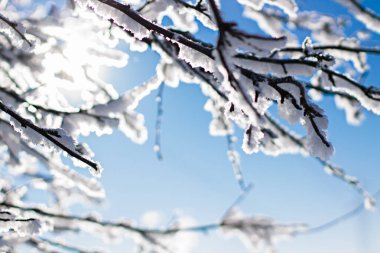 Karda ağaçlarının dalları. Kış manzarası