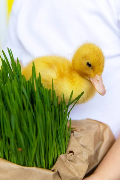 Taze Çim Arka Plan Ördek Chick. Kopya Alanı. Ördek — Stok fotoğraf