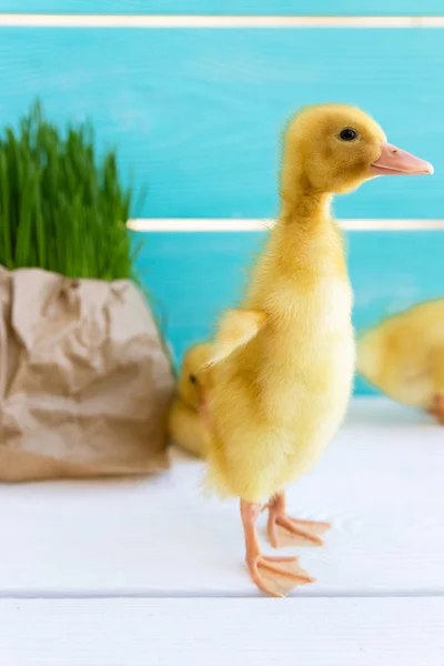 Pollito de pato en fondo de hierba fresca. Copiar espacio. Duckling — Foto de Stock