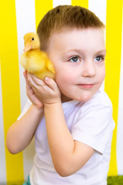 Ördek Civciv ile Bir Çocuk Parlak Portre. Çocuk Hayvanlar için Aşk — Stok fotoğraf