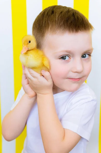 Ördek Civciv ile Bir Çocuk Parlak Portre. Çocuk Hayvanlar için Aşk — Stok fotoğraf