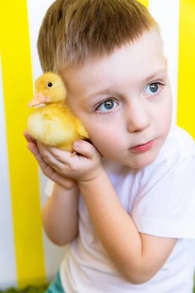 Brillante retrato de un niño con una chica de pato. Amor de los niños por los animales — Foto de Stock