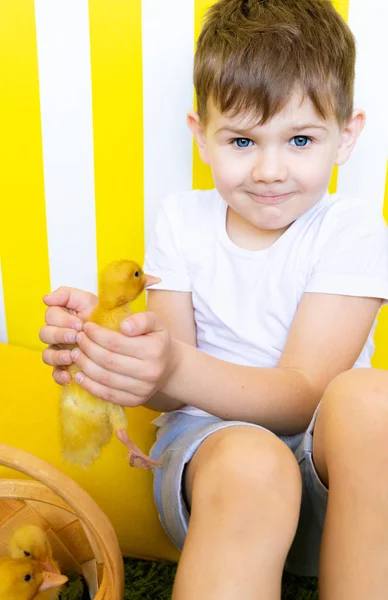 Ördek Civciv ile Bir Çocuk Parlak Portre. Çocukların Hayvanlara Sevgisi — Stok fotoğraf