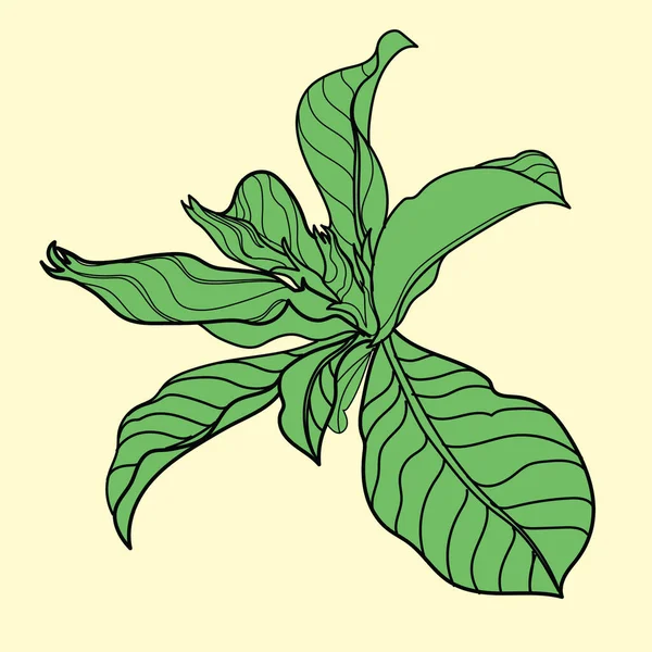 Vecteur Plantes Naturelles Des Éléments Conception Fleurs Illustration Stock Fleurs — Image vectorielle