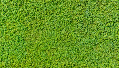 sorunsuz yeşil çit doku