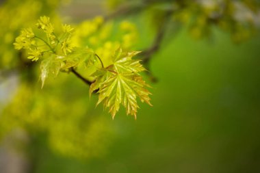 Genç bahar yaprakları 