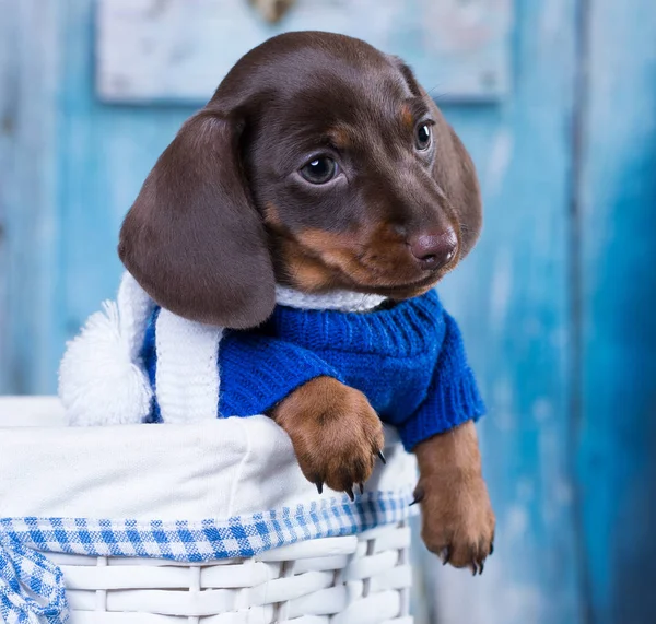 Cachorro Dachshund Color Marrón —  Fotos de Stock