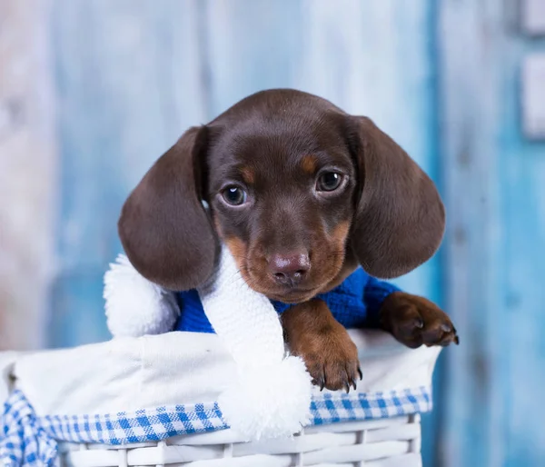 Retrato Cão Dachshund Filhote Cachorro Sorridente — Fotografia de Stock