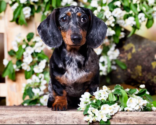 開花木の枝の間で庭で犬ダックスフント — ストック写真