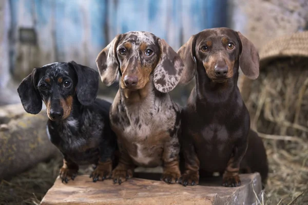 Dachshund dog portrait , group of dogs of different colors