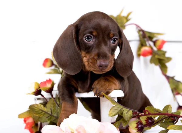 Cachorro Dachshund Rosas Chá — Fotografia de Stock