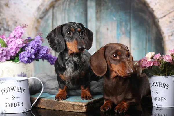 Dachshund Щенок Коричневого Цвета Загар — стоковое фото