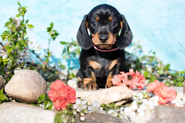 Güzel Bir Köpek Yavrusu Dachshund Portresi — Stok fotoğraf