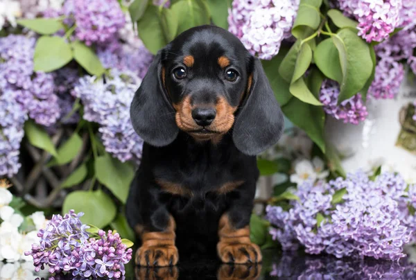 Retrato Hermoso Cachorro Raza Dachshund — Foto de Stock