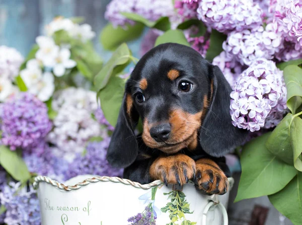 Portrait Beautiful Puppy Breed Dachshund — Stock Photo, Image