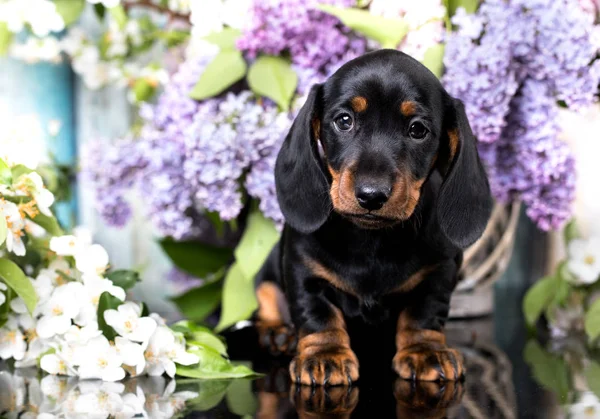 ダックスフントの美しい子犬犬の肖像画 — ストック写真