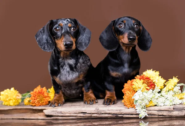 Dachshund Köpek Çiçekler — Stok fotoğraf