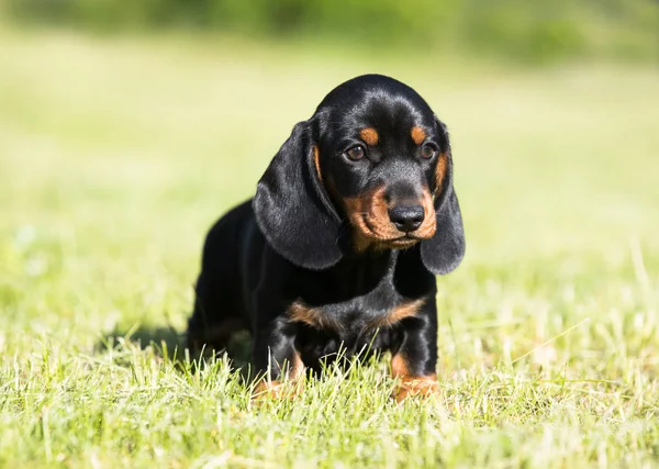 Portrait Beautiful Puppy Breed Dachshund — Stock Photo, Image