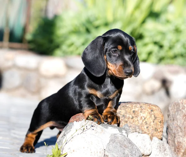 Retrato Uma Bela Raça Cachorros Dachshund — Fotografia de Stock