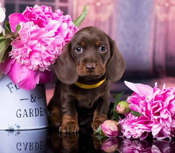 Dachshunds Cães Cachorrinho Beleza — Fotografia de Stock