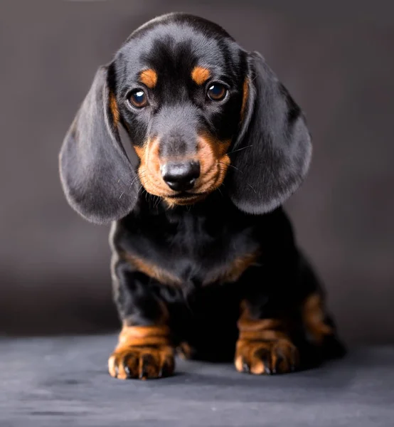Teckels Honden Schoonheid Pup — Stockfoto