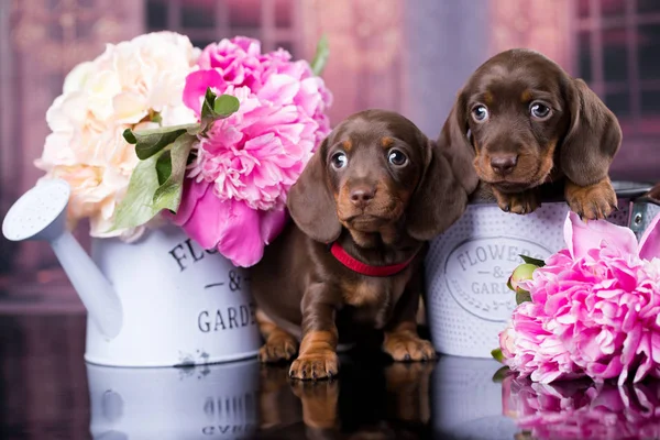 Dachshunds Dogs Beauty Puppy — Stock Photo, Image