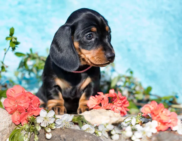 Retrato Dachshund Flores Fotos de stock libres de derechos