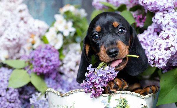 一个美丽的小狗品种的猎犬的肖像 免版税图库照片