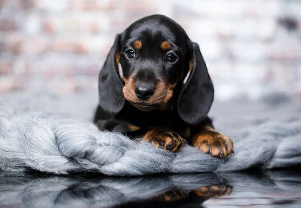 Ritratto Una Bella Razza Cucciolo Bassotto Fotografia Stock