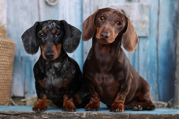 Tvo Dachshunds Cães Retrato Imagens Royalty-Free